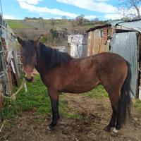 Puledra derivante quarter