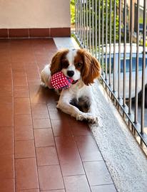 Cavalier king da monta