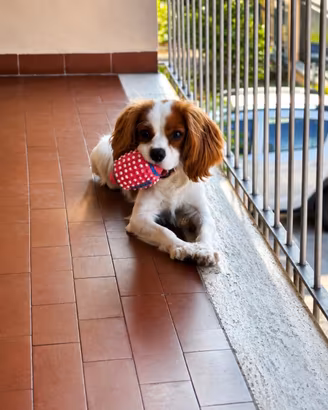Cavalier king da monta