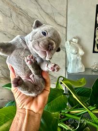 Bulldog Francese