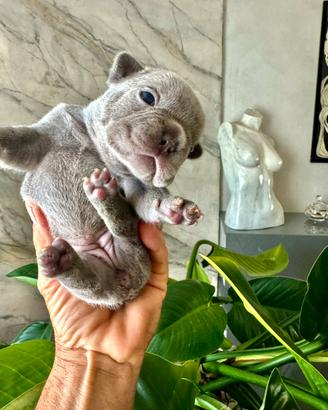 Bulldog Francese