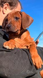 Splendidi cuccioli di Rhodesian Ridgeback