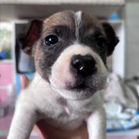 Cuccioli di Jack Russell