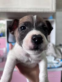 Cuccioli di Jack Russell