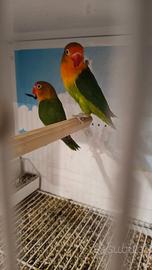 Agapornis Fischery - Inseparabile di Fischer