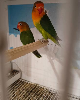 Agapornis Fischery - Inseparabile di Fischer