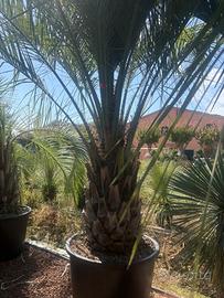 Pianta palma butia capitata