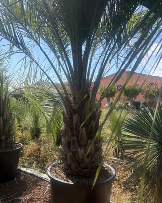 Pianta palma butia capitata