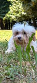 Maltipoo femmina 4 mesi