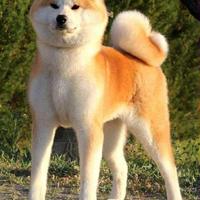 Akita Inu