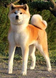 Akita Inu
