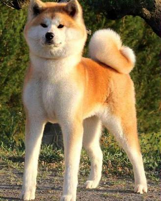 Akita Inu