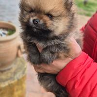 Spitz di Pomerania
