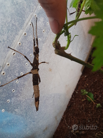 Insetto Stecco del monte Sungay