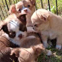 Cuccioli taglia mini