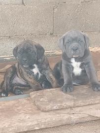 Cuccioli di cane corso