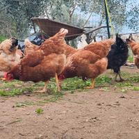 Galline Ovaiole Isa brown