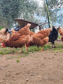 Galline Ovaiole Isa brown