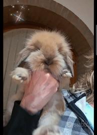 Coniglio fuzzy lop i pelosetti