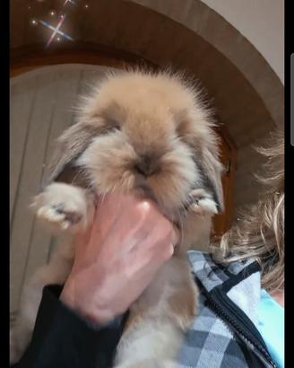 Coniglio TEDDY teddyzwerg E FUZZY LOP PURI