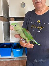 Pappagalli Grande Alessandrini Baby
