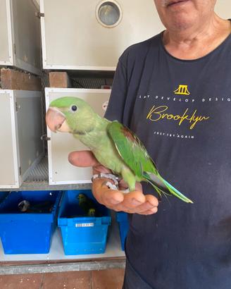 Pappagalli Grande Alessandrini Baby