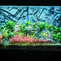 Acquario Juwel RIO 125 led