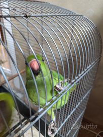 Pappagallo dal collare