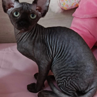 Canadian sphynx