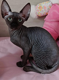 Canadian sphynx