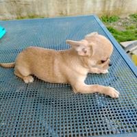 Chihuahua cucciolo maschio di 3 mesi