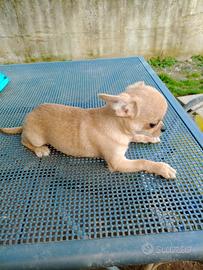 Chihuahua cucciolo maschio di 3 mesi