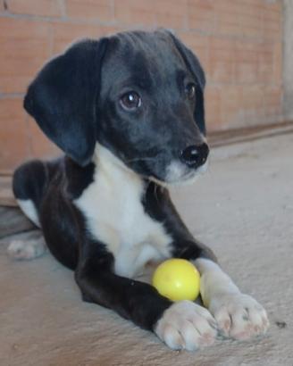Cucciolo di segugio di 3 mesi (Catania)