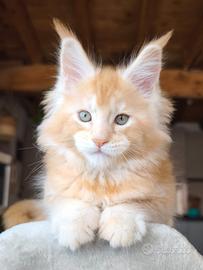 Maine coon