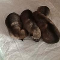 Cuccioli di Cane Lupo Cecoslovacco