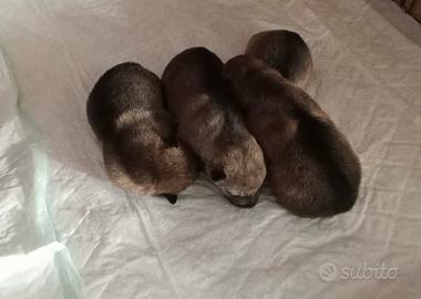 Cuccioli di Cane Lupo Cecoslovacco