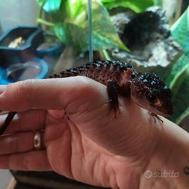 Coppia Tribolonotus Gracilis (scinco coccodrillo)
