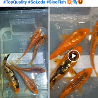 SISOFISH , CARPE KOI E altri ?