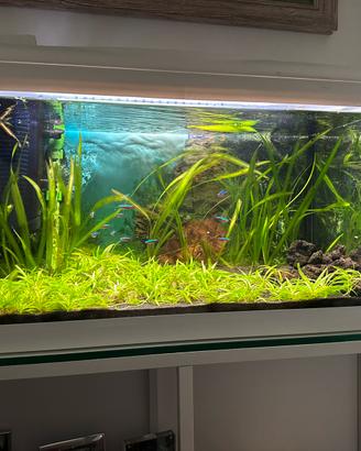 Acquario Amtra 60 led con pesci
