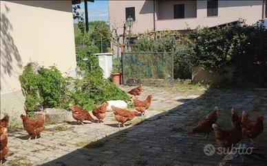 Galline Rosse, Galline Livornesi e altro