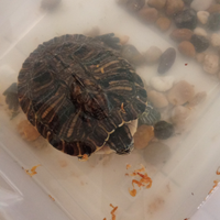 Tartaruga