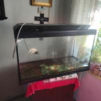 acquario Tenerife 88 by Askoll