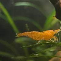 Caridina Davidi orange