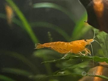 Caridina Davidi orange