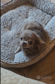 Chihuahua con pedigree