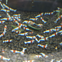Caridine Crystal red altamente selezionate