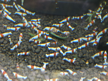 Caridine Crystal red altamente selezionate