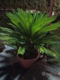 piante di cikas 