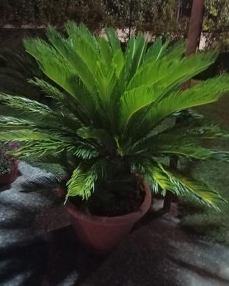 piante di cikas 