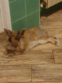 Coniglietto domestico